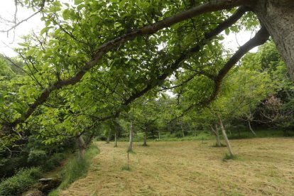 El entorno natural de la Tebaida Berciana. L. DE LA MATA