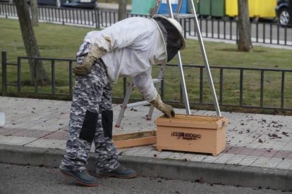 Enjambre de abejas en la calle Getafe de La Virgen del Camino.