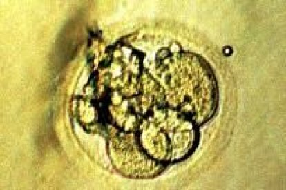 Experimento de clonación humana para obtener células para trasplante