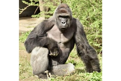 El gorila Harambe, en una imagen facilitada por el zoo de Cincinatti.