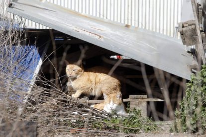 Un gato callejero, en una imagen de archivo. MARCIANO PÉREZ