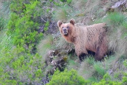 Imagen de un oso en el Alto Sil