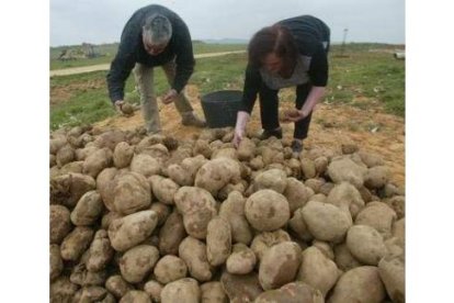 Agricultores recogiendo la cosecha de patatas.