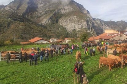 La feria acogió las reses de las explotaciones del valle. CAMPOS