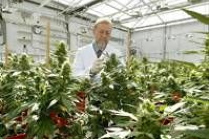 Un experto examina plantas de cannabis en una plantación en Holanda