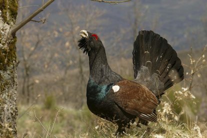 El urogallo cantábrico está en peligro de extinción al contar tan solo con 400 ejemplares.