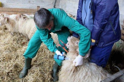 Los animales son cada vez más resistentes al antibióticos. efeagro