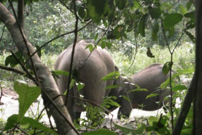 Foto facilitada por Parques Nacionales de Gabón que muestra a dos elefantes ocultos en la junga en el Parque Nacional de Luango.