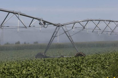 Los Payuelos es la zona con mas hectáreas de regadío de León. MARCIANO PÉREZ