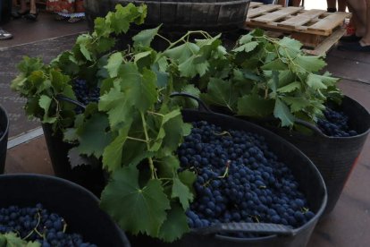 Racimos de uva de la variedad Mencía.