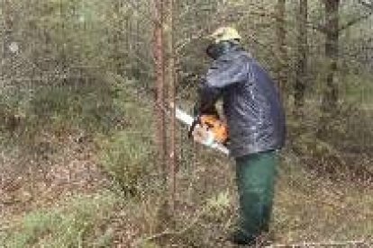 Los restos forestales pueden aprovecharse para producir energía