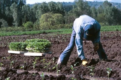 Un agricultor plantando pimientos en el Bierzo.