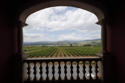 Viñedos en la zona de Cacabelos, en una imagen reciente. L. DE LA MATA