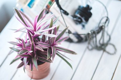 Cómo cuidar las plantas en otoño de forma fácil y sencilla