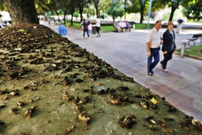 Los estorninos tienen predilección por el dormidero del paseo de la Condesa de Sagasta. RAMIRO