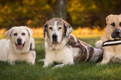 Los perros son capacer de reconocer olores propios como el de la orina.