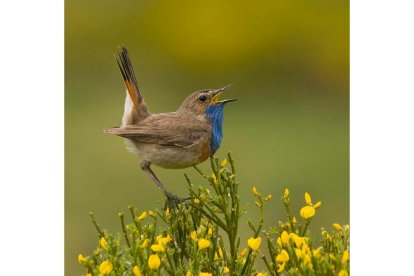 El estudio analiza la evolución del lenguaje y su relación con las formas de comunicación animal. luis frechilla