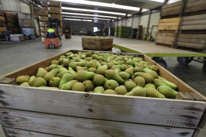 Peras recogidas por una de las industrias que hay en el Bierzo. ANA F. BARREDO