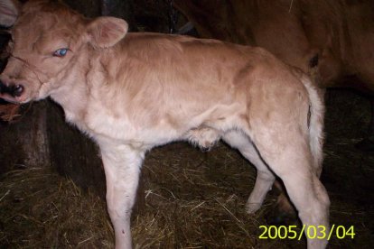 Pese a su malformación, el animal se sujeta perfectamente y mama con normalidad.