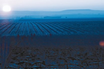 Una cuadrilla de podadores trabajaba en la viña al amanecer del viernes pasado, tras la nevada.