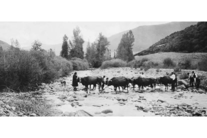 Cuatro parejas de bueyes y vacas extraen de la Riguera Bichera una gran piedra que serviría como pila o comedero.