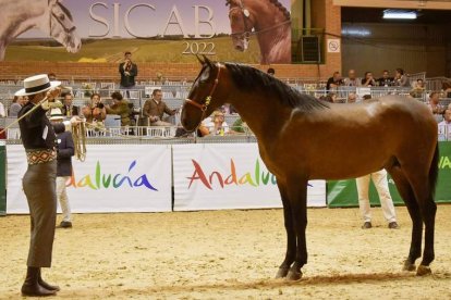 Lisonjero de Vida en un momento de su puesta en escena en el Campeonato del Mundo de Caballo de Pura Raza Española. TERE RUIZ DE LOPERA