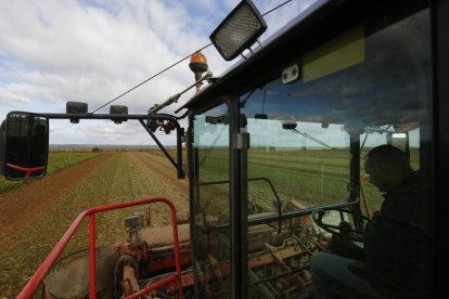 Un agricultor en un campo de remolacha en la provincia.