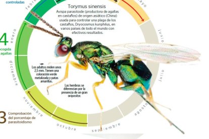 Avispilla del castaño