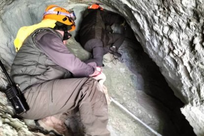 La osa que se despeñó en la Montaña Palentina durante una pelea con un oso pardo, que resultó muerto, está refugiada en una cueva próxima al lugar del ataque. JCYL