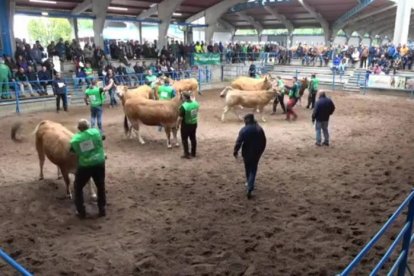 Imagen del concurso ganadero celebrado el pasado mes de abril en Cangas del Narcea. DL