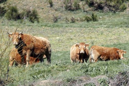 Vacas pastando en la montaña leonesa en la zona de Omaña. MARCIANO PÉREZ