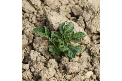 La investigación en agricultura y agronomía son los objetivos del plan estratégico. ramiro