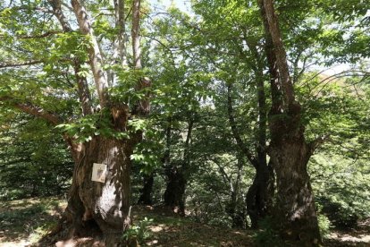 Los sotos de castaños generan una biodiversidad en los valles del Bierzo, además del suculento manjar de las castañas. L. DE LA MATA