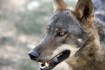 El lobo ibérico. EDUARDO MARGARETO