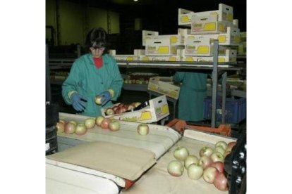 Envasado de manzanas reinetas en una foto de archivo.