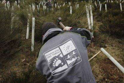 Tras concluir los trabajos preparatorios y de planificación comenzarán las plantaciones en primavera. JESÚS F. SALVADORES