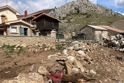 Los restos de una venada atacada al lado de las viviendas. CAMPOS