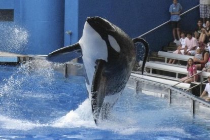 La orca Milikum, un macho de 5.600 kilos, durante una exhibición en el parque acuático SeaWorld de Orlando, en Florida (EEUU).