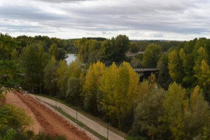 Choperas junto al río Esla en la localidad de Valencia de Don Juan. ARMANDO MEDINA