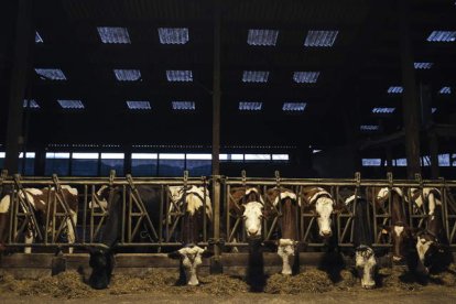 Ganado de producción lechera en el lineal de alimentación. efe