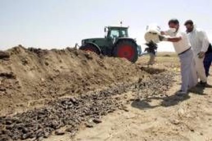 Agricultores apilando los topillos muertos en las orillas de una cuneta