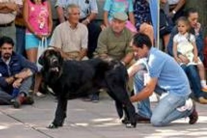 Uno de los mastines que participó en la exposición de Valencia de Juan