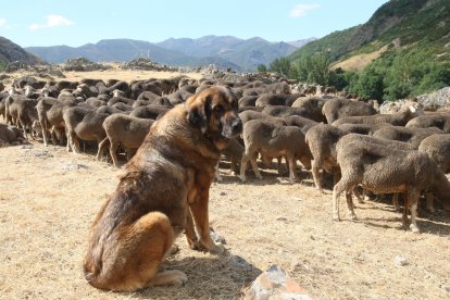 Europa reconoce que los ataques al ganado por parte del lobo se han incrementado. NORBERTO