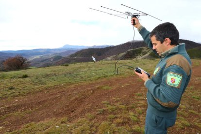 Un agente medioambiental trata de localizar las hembras que se soltaron en León.