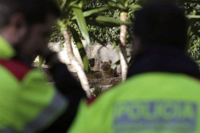 La policía en el lugar donde el hombre fue atacado por leones en el Zoo de Barcelona