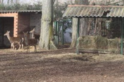 El Coto Escolar cuenta con numerosos animales de los que los niños disfrutarán.