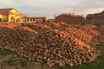 Un montón de remolacha en Santa María del Páramo, preparada para el transporte.