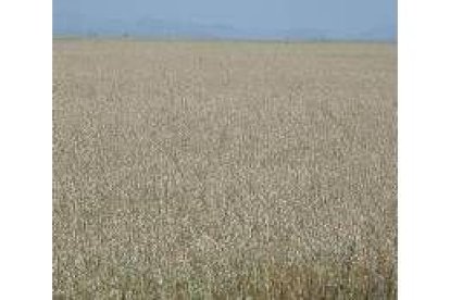 Aspecto de un sembrado de avena, al sur de León