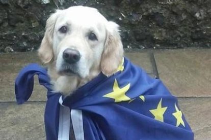 Fotografía de un perro en un colegio electoral en el Reino Unido.