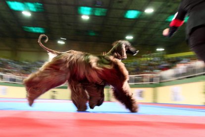 Imagen de una la exposición canina celebrada el año pasado en León. SECUNDINO PÉREZ